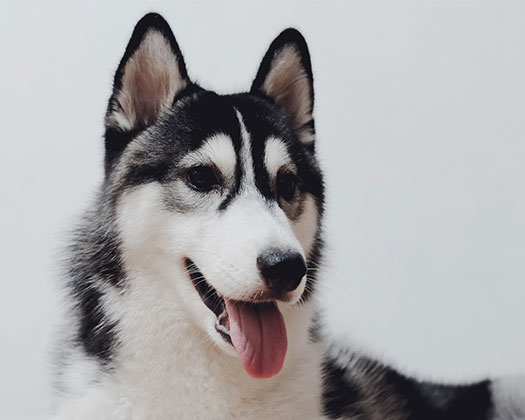 Husky